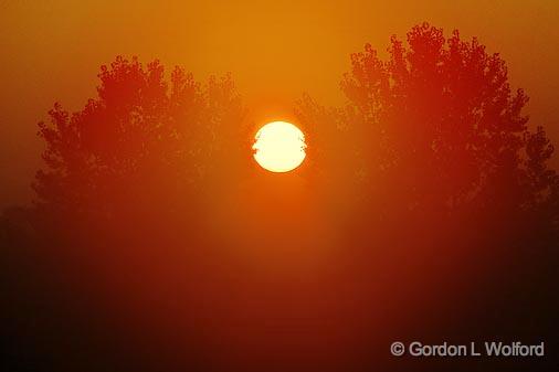 Foggy Sunrise Between Two Trees_05376.jpg - Photographed near Lindsay, Ontario, Canada.